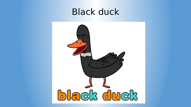 Black duck 