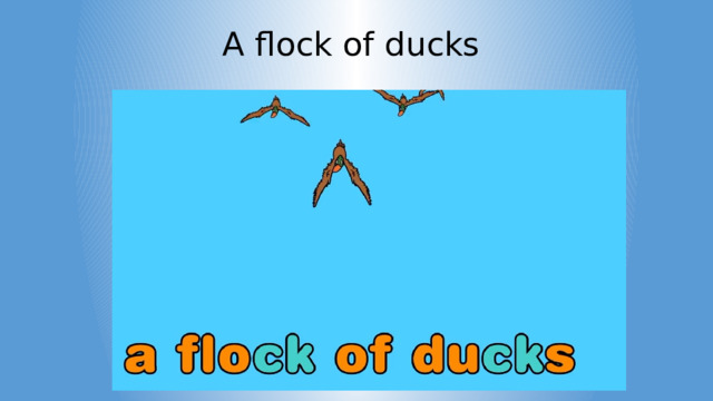 A flock of ducks 