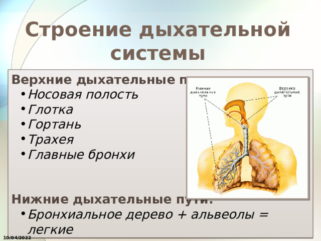 Строение дыхательной системы Верхние дыхательные пути: Носовая полость Глотка Гортань Трахея Главные бронхи Носовая полость Глотка Гортань Трахея Главные бронхи Нижние дыхательные пути: Бронхиальное дерево + альвеолы = легкие Бронхиальное дерево + альвеолы = легкие 10/04/2022 