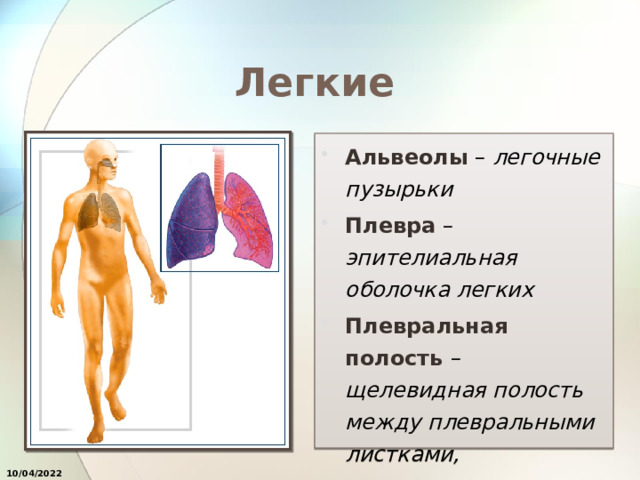 Легкие Альвеолы – легочные пузырьки Плевра – эпителиальная оболочка легких Плевральная полость – щелевидная полость между плевральными листками, заполненная жидкостью 10/04/2022 