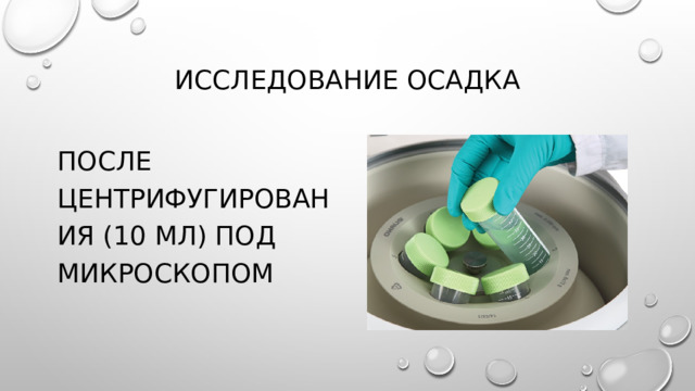 Исследование мочи животных