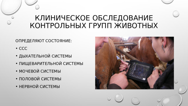 Клиническое обследование контрольных групп живот­ных Определяют состояние: Ссс Дыхательной системы Пищеварительной системы Мочевой системы Половой системы Нервной системы 