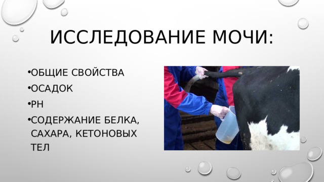 Исследование мочи: Общие свойства Осадок рН Содержание белка, сахара, кетоновых тел 