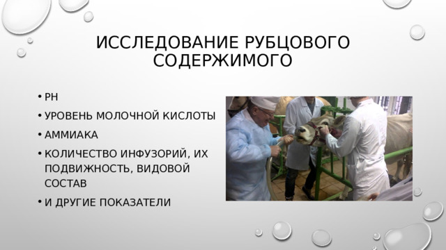 Исследование рубцового содержимого рН уровень молочной кислоты ам­миака количество инфузорий, их подвижность, видовой состав и другие показатели 