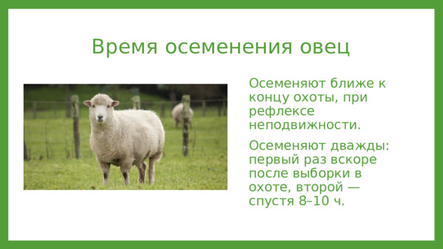 Время осеменения овец Осеменяют ближе к концу охоты, при рефлексе неподвижности. Осеменяют дважды: первый раз вскоре после выборки в охоте, второй — спустя 8–10 ч. 