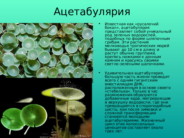 Ацетабулярия   Известная как «русалочий бокал», ацетабулярия представляет собой уникальный род зеленых водорослей, подобных по форме шляпочным грибам. Эти растения мелководья тропических морей бывают до 10 см в длину и растут обычно группами, крепясь ножками к донным камням и красуясь своими светло-зелеными шапочками.   Удивительная ацетабулярия, большую часть жизни проводит всего с одним гигантским вместилищем ДНК, расположенным в основе своего «стебелька». Только в час размножения образуются добавочные ядра, мигрирующие в верхушку водоросли, где они превращаются в спороподобные цисты, кои после зимовки и сложной трансформации становятся молодыми ацетабуляриями. Жизненный цикл этих колоссальных ценоцитов составляет около трех лет.   