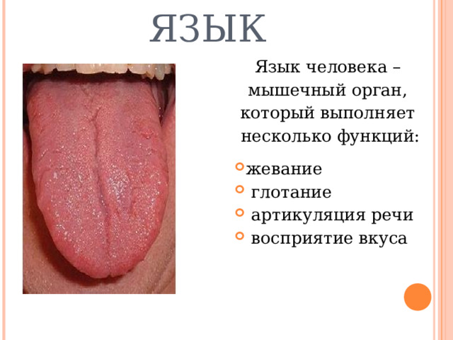 ЯЗЫК   Язык человека – мышечный орган, который выполняет несколько функций: жевание  глотание  артикуляция речи  восприятие вкуса   