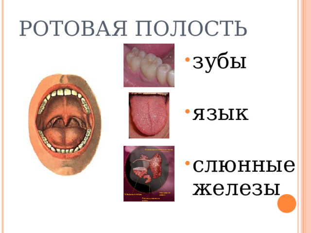 РОТОВАЯ ПОЛОСТЬ зубы  язык  слюнные железы  
