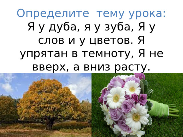 Определите тему урока:  Я у дуба, я у зуба, Я у слов и у цветов. Я упрятан в темноту, Я не вверх, а вниз расту. 