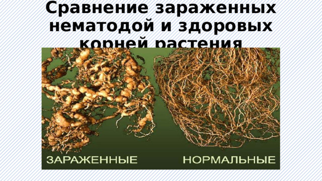 Сравнение зараженных нематодой и здоровых корней растения 