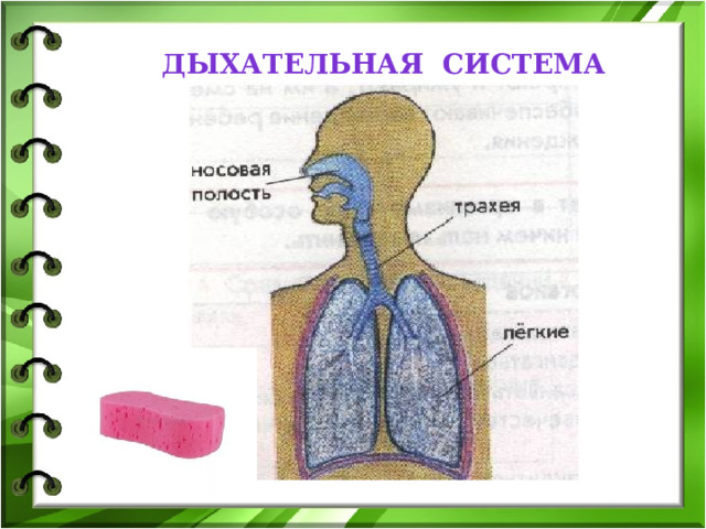 дыхательная система 