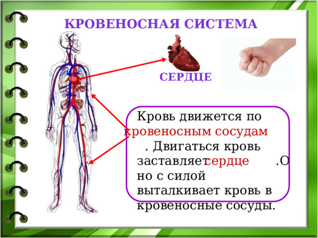 Кровеносная система Сердце Кровь движется по  . Двигаться кровь заставляет .Оно с силой выталкивает кровь в кровеносные сосуды. кровеносным сосудам сердце 
