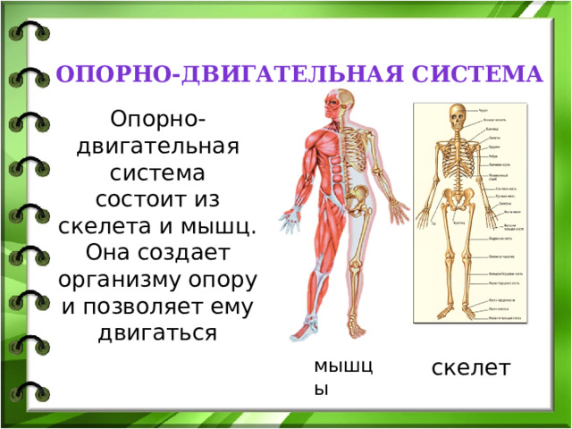 опорно-двигательная система Опорно-двигательная система состоит из скелета и мышц. Она создает организму опору и позволяет ему двигаться мышцы скелет 