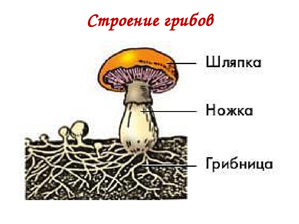 Строение гриба для дошкольников картинка