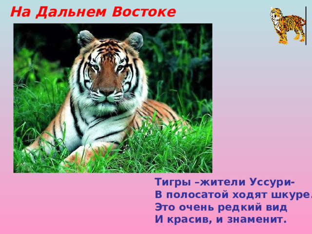 На Дальнем Востоке Тигры –жители Уссури- В полосатой ходят шкуре. Это очень редкий вид И красив, и знаменит. 