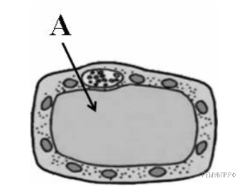 Структура растительной клетки рис 1. Строение растительной клетки ВПР 6 класс. Строение растительной клетки ВПР. Строение растительной клетки 6 класс биология ВПР.