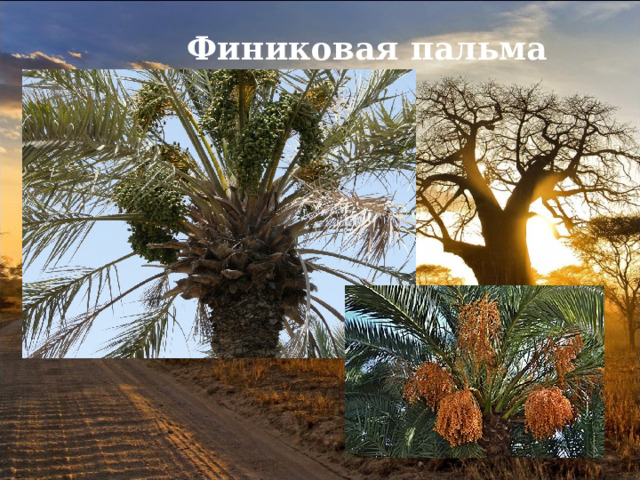 Финиковая пальма 
