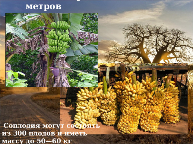  Банан - трава высотой до 15 метров                Соплодия могут состоять из 300 плодов и иметь массу до 50—60 кг 