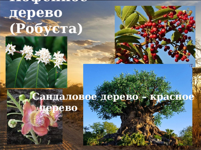 Кофейное  дерево (Робуста) Сандаловое дерево – красное дерево 