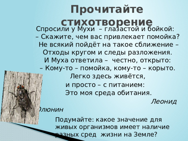 Стихотворение р мухи кровать