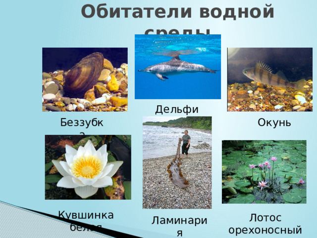 Обитатели водной среды фото