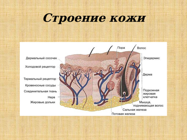 Строение кожи 