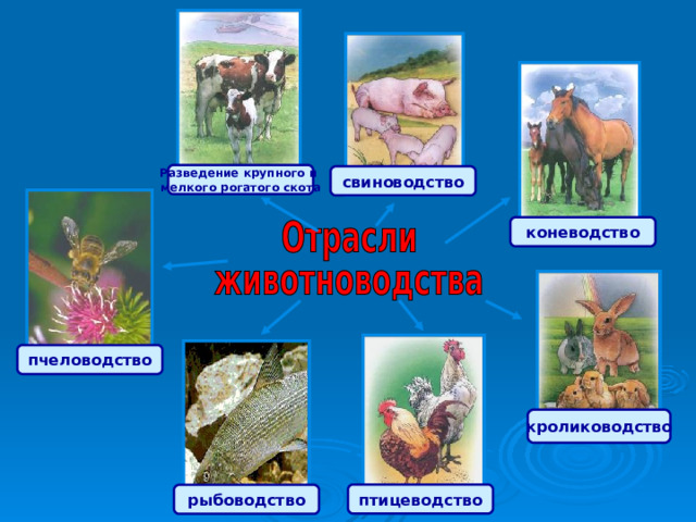 Животноводство в нашем крае 4 класс. Раздел естествознания в окружающем мире 4 класс. Презентация про тюленя 4 класс окружающий мир.