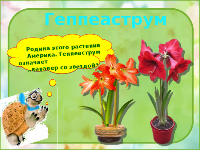 Родина этого растения Америка. Геппеаструм означает „кавалер со звездой“. Геппеаструм 