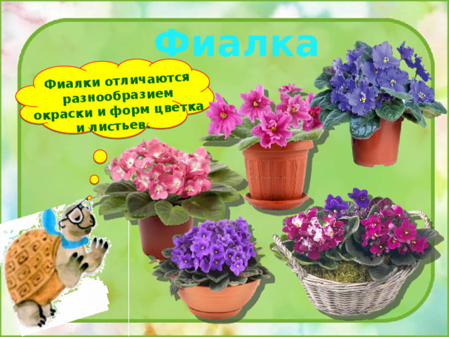 Фиалки отличаются разнообразием окраски и форм цветка и листьев. Фиалка 