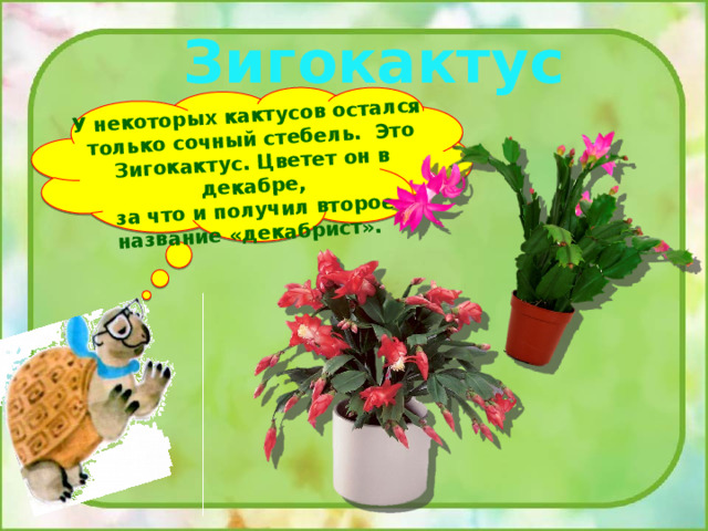 Что растет на подоконнике 1. Что растёт на подоконнике 1 класс презентация. Что растёт на подоконнике окружающий мир 2 класс. Окружающий мир 1 класс что растет на подоконнике конспект урока. Презентация что растёт на подоконнике 1 класс школа окружающий мир.