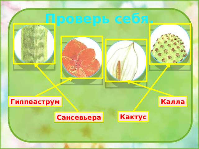 Проверь себя. Гиппеаструм Калла Кактус Сансевьера 
