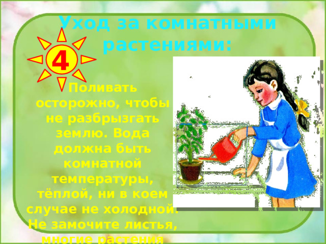 Уход за комнатными растениями: 4 Поливать осторожно, чтобы не разбрызгать землю. Вода должна быть комнатной температуры, тёплой, ни в коем случае не холодной. Не замочите листья, многие растения этого не выносят. 