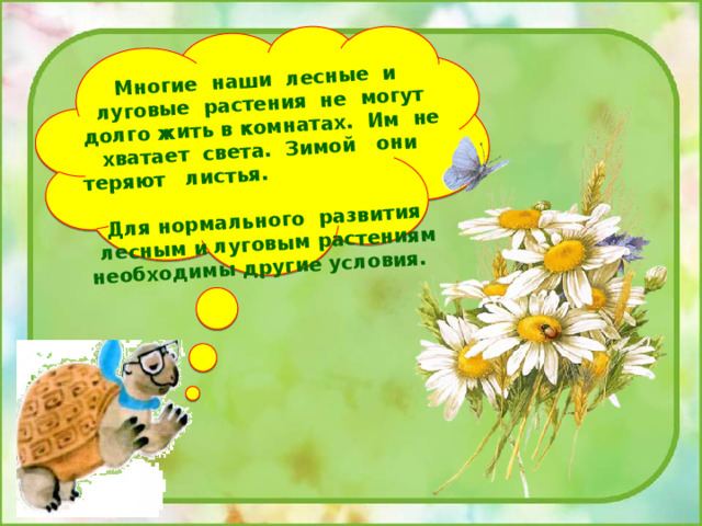 Многие наши лесные и луговые растения не могут долго жить в комнатах. Им не хватает света. Зимой они теряют листья. Для нормального развития лесным и луговым растениям необходимы другие условия. 