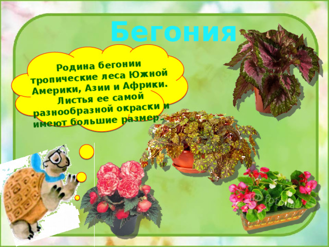 Родина бегонии тропические леса Южной Америки, Азии и Африки. Листья ее самой разнообразной окраски и имеют большие размеры. Бегония 