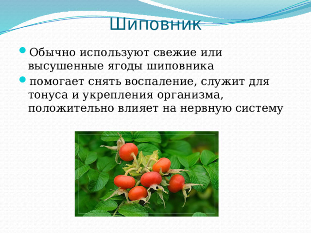 Шиповник Обычно используют свежие или высушенные ягоды шиповника помогает снять воспаление, служит для тонуса и укрепления организма, положительно влияет на нервную систему 