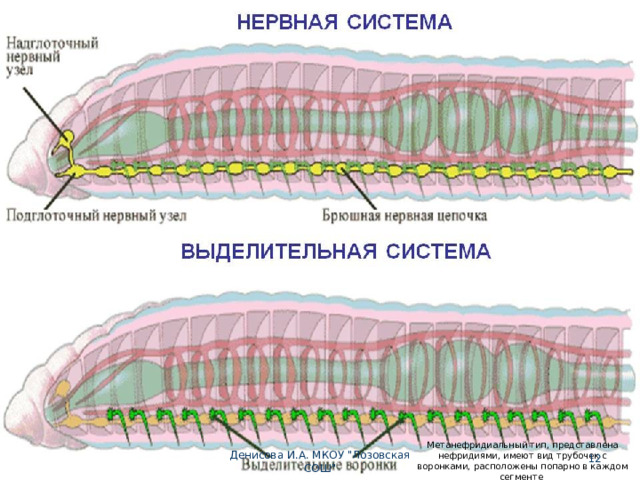 Метанефридиальный тип, представлена нефридиями, имеют вид трубочек с воронками, расположены попарно в каждом сегменте  Денисова И.А. МКОУ 