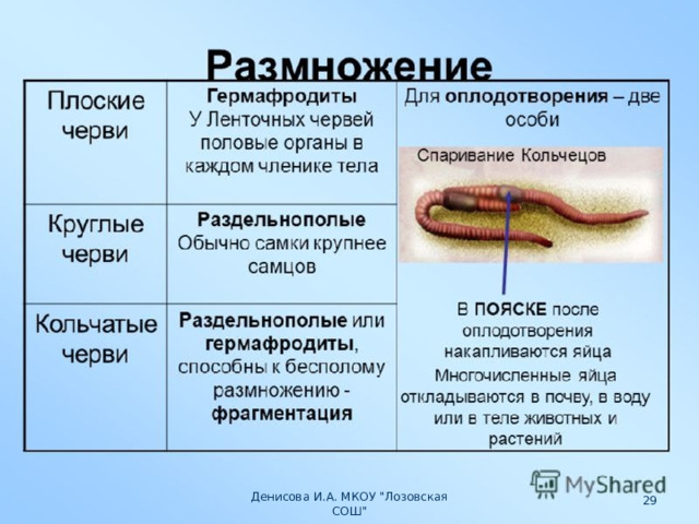  Денисова И.А. МКОУ 