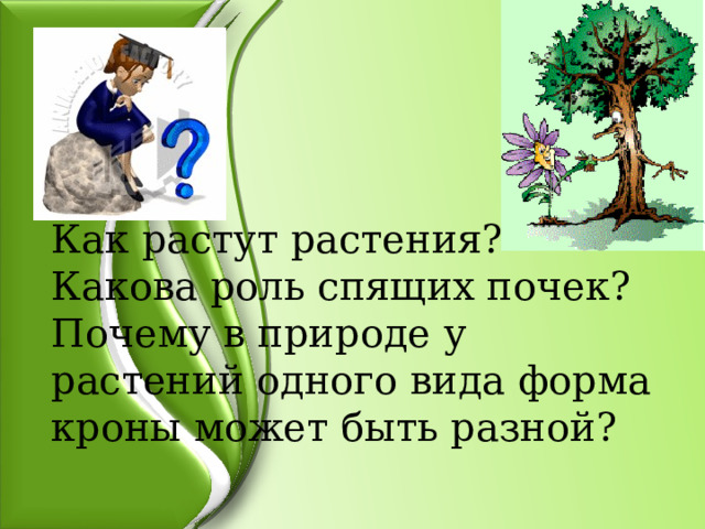 Как растут растения? Какова роль спящих почек? Почему в природе у растений одного вида форма кроны может быть разной? 