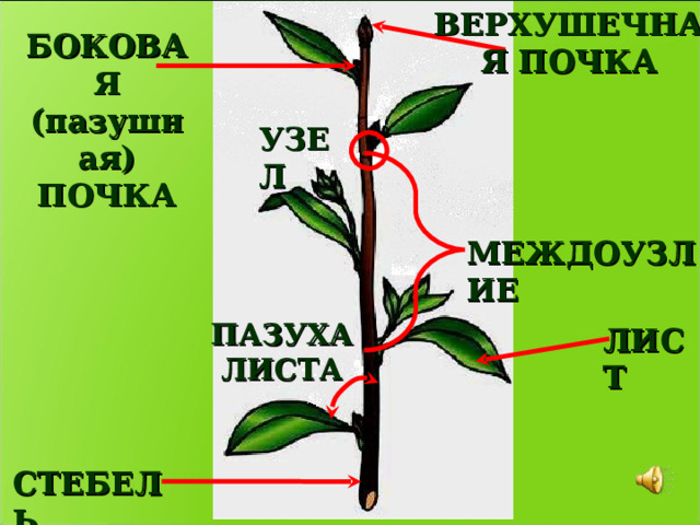 ВЕРХУШЕЧНАЯ ПОЧКА БОКОВАЯ (пазушная) ПОЧКА УЗЕЛ МЕЖДОУЗЛИЕ ПАЗУХА ЛИСТА ЛИСТ СТЕБЕЛЬ 