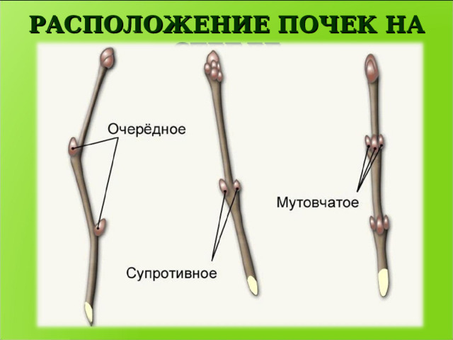 РАСПОЛОЖЕНИЕ ПОЧЕК НА СТЕБЛЕ 