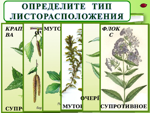 КРАПИВА МУТОВЧАТОЕ ФЛОКС ОЧЕРЁДНОЕ ОЧЕРЁДНОЕ МУТОВЧАТОЕ СУПРОТИВНОЕ СУПРОТИВНОЕ 