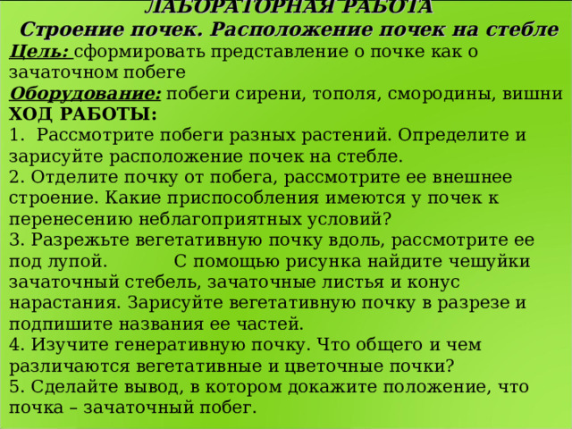 Строение почек расположение почек на стебле