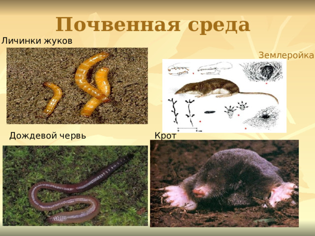 Почвенная среда Личинки жуков Землеройка Дождевой червь Крот 