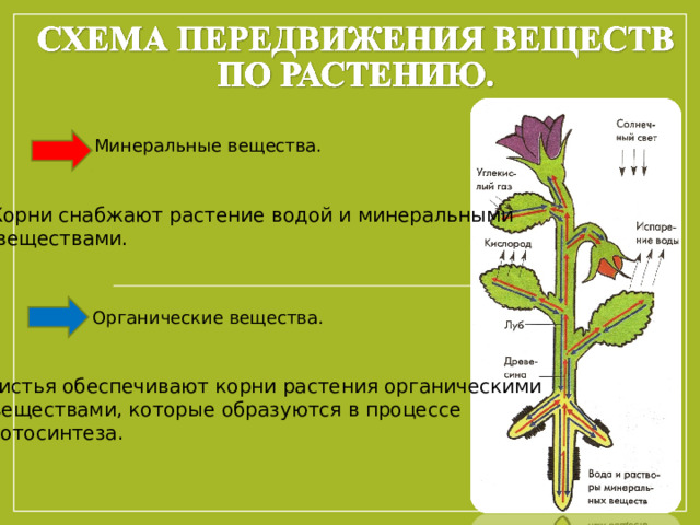 Минеральные вещества. Корни снабжают растение водой и минеральными  веществами. Органические вещества. Листья обеспечивают корни растения органическими  веществами, которые образуются в процессе Фотосинтеза. 