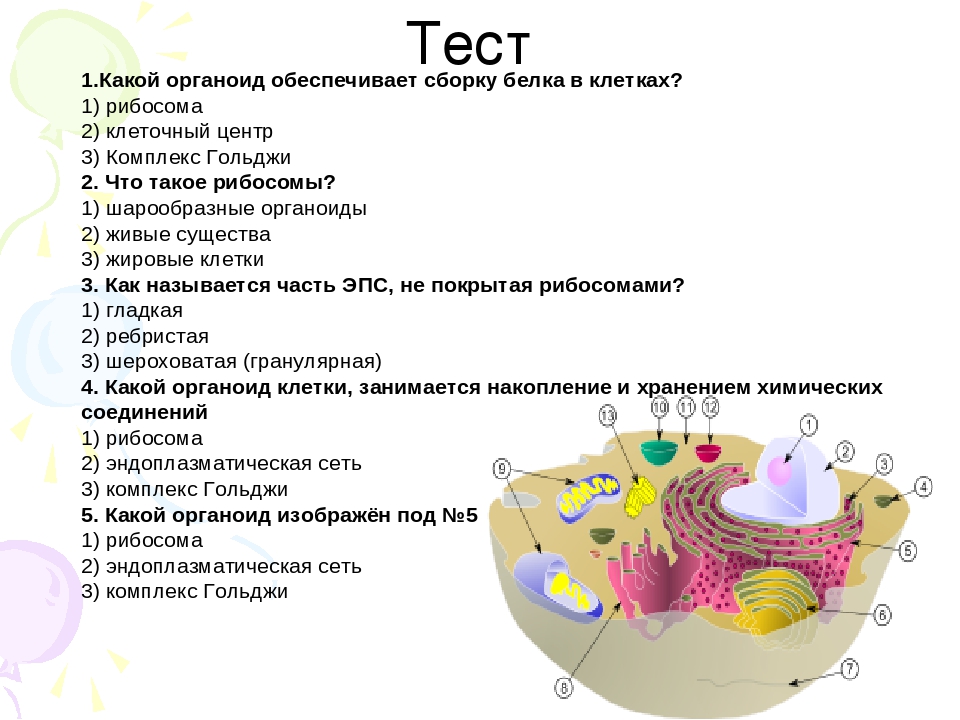 Установите соответствие между функциями клеточных структур и структурами изображенными на рисунке