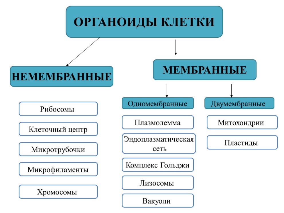 Схема мембранные структуры клетки егэ биология