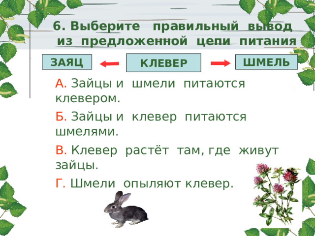 Рассмотрите схему цепи питания какие определения подходят зайцу выберите