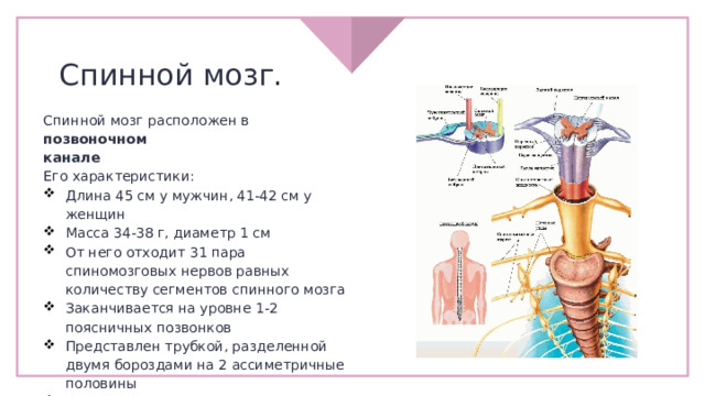 Спинной мозг. Спинной мозг расположен в позвоночном канале Его характеристики: Длина 45 см у мужчин, 41-42 см у женщин Масса 34-38 г, диаметр 1 см От него отходит 31 пара спиномозговых нервов равных количеству сегментов спинного мозга Заканчивается на уровне 1-2 поясничных позвонков Представлен трубкой, разделенной двумя бороздами на 2 ассиметричные половины Внутри содержится полость – центральный канал, заполненный спиномозговой жидкостью 