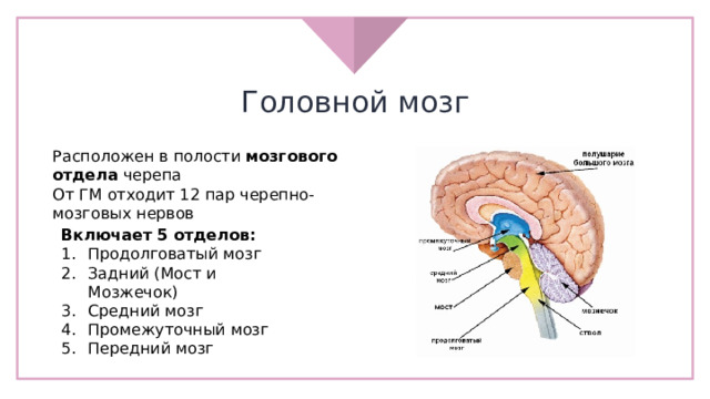 Головной мозг Расположен в полости мозгового отдела черепа От ГМ отходит 12 пар черепно-мозговых нервов Включает 5 отделов: Продолговатый мозг Задний (Мост и Мозжечок) Средний мозг Промежуточный мозг Передний мозг 