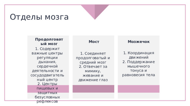 Отделы мозга Продолговатый мозг Мост Мозжечок 1. Координация движений 2. Поддержание мышечного тонуса и равновесия тела 1. Соединяет продолговатый и средний мозг 2. Отвечает за мимику, жевание и движение глаз 1. Содержит важные центры регуляции дыхания, сердечной деятельности и сосудодвигательный центр 2. Центры пищевых и защитных безусловных рефлексов 